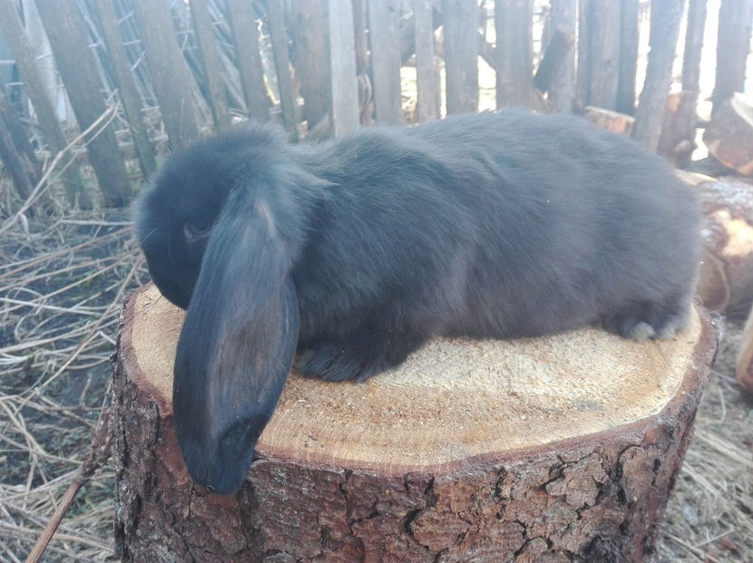  - AAA ARHIVA IEPURI VANDUTI IN TARA