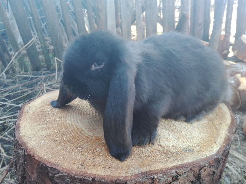  - AAA ARHIVA IEPURI VANDUTI IN TARA