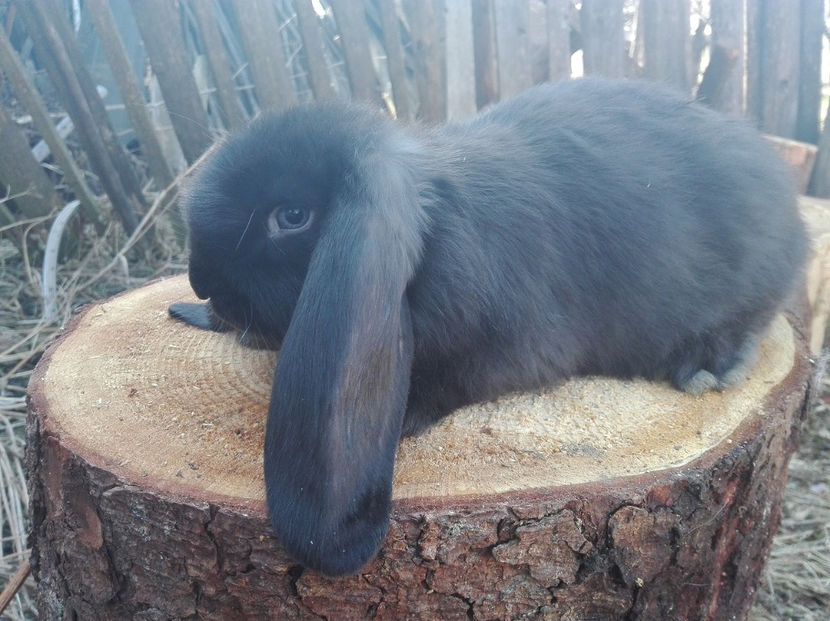  - AAA ARHIVA IEPURI VANDUTI IN TARA