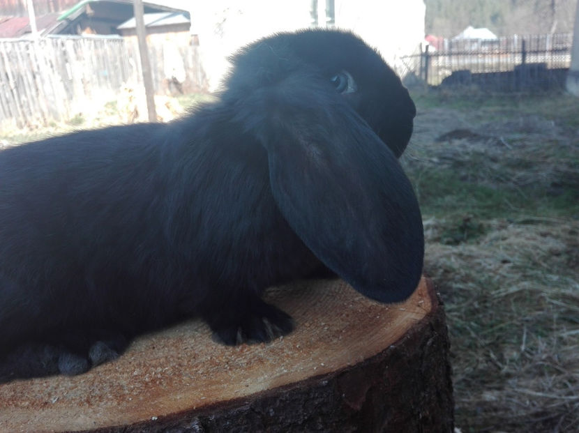  - AAA ARHIVA IEPURI VANDUTI IN TARA