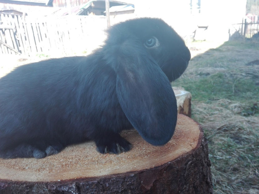  - AAA ARHIVA IEPURI VANDUTI IN TARA