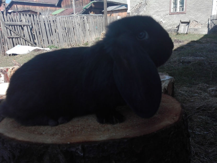  - AAA ARHIVA IEPURI VANDUTI IN TARA