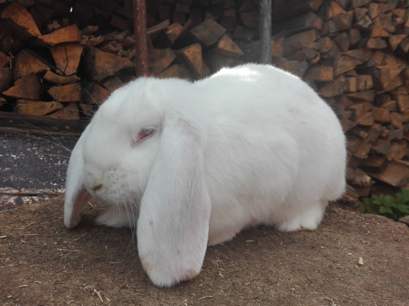  - AAA ARHIVA IEPURI VANDUTI IN TARA