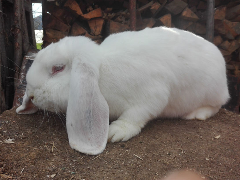  - AAA ARHIVA IEPURI VANDUTI IN TARA