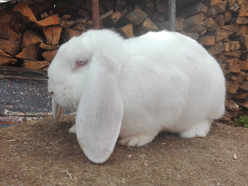  - AAA ARHIVA IEPURI VANDUTI IN TARA