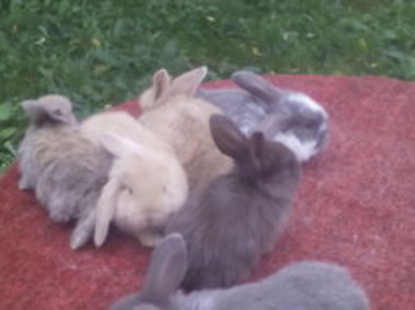 104630872_UIAWJEW - AAA ARHIVA IEPURI VANDUTI IN TARA