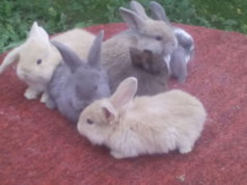 104630875_KNGMDLP3 - AAA ARHIVA IEPURI VANDUTI IN TARA