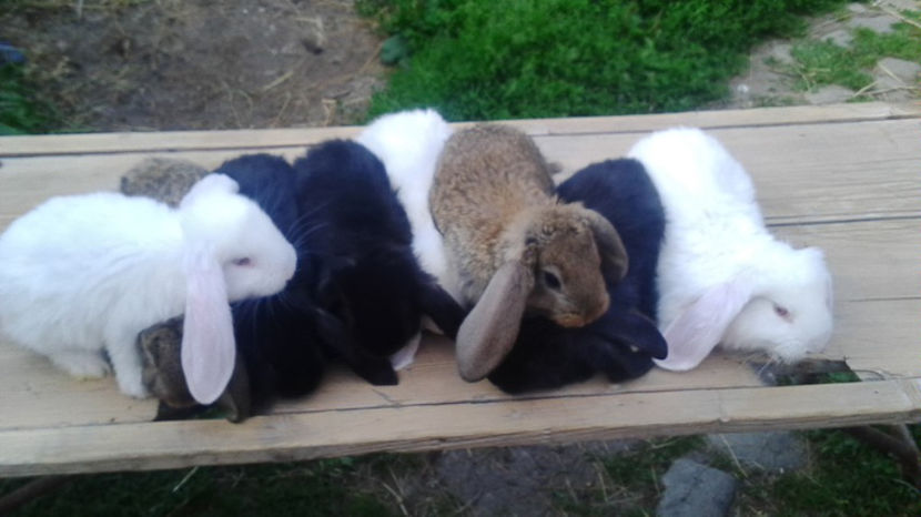  - AAA ARHIVA IEPURI VANDUTI IN TARA