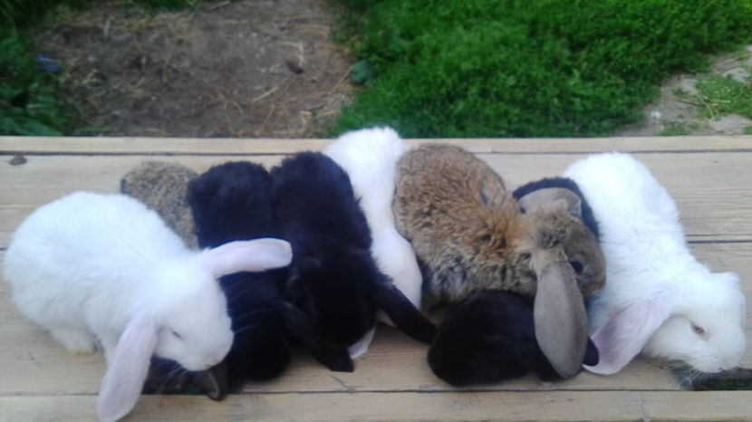  - AAA ARHIVA IEPURI VANDUTI IN TARA