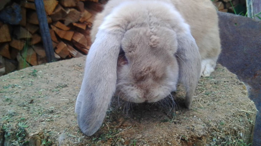  - AAA ARHIVA IEPURI VANDUTI IN TARA