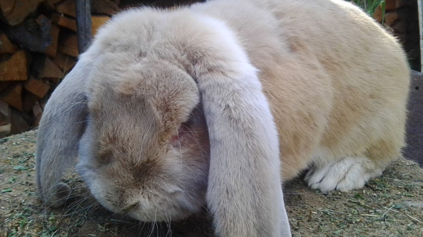  - AAA ARHIVA IEPURI VANDUTI IN TARA