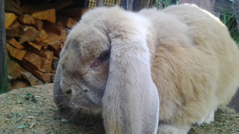  - AAA ARHIVA IEPURI VANDUTI IN TARA