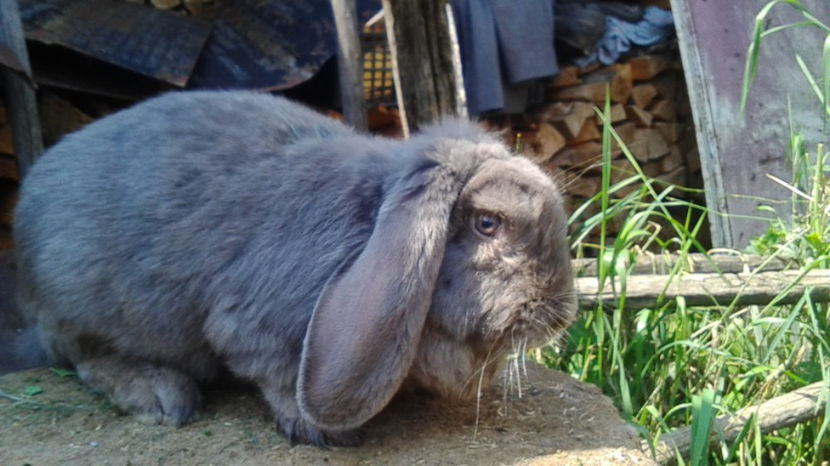  - AAA ARHIVA IEPURI VANDUTI IN TARA