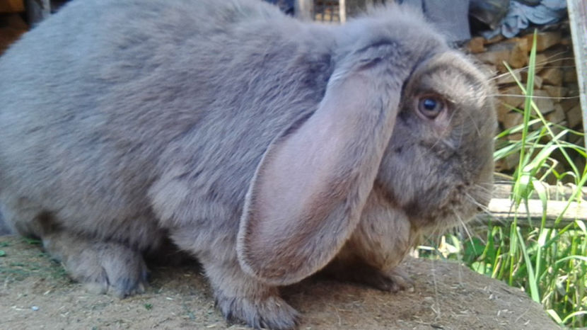  - AAA ARHIVA IEPURI VANDUTI IN TARA