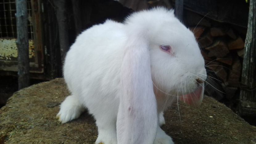  - AAA ARHIVA IEPURI VANDUTI IN TARA