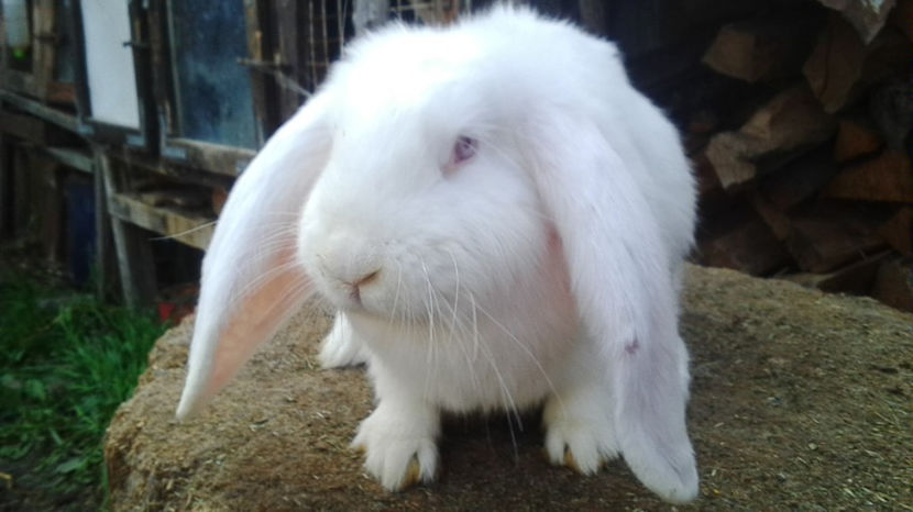  - AAA ARHIVA IEPURI VANDUTI IN TARA