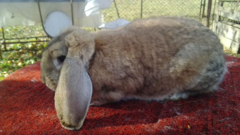  - AAA ARHIVA IEPURI VANDUTI IN TARA