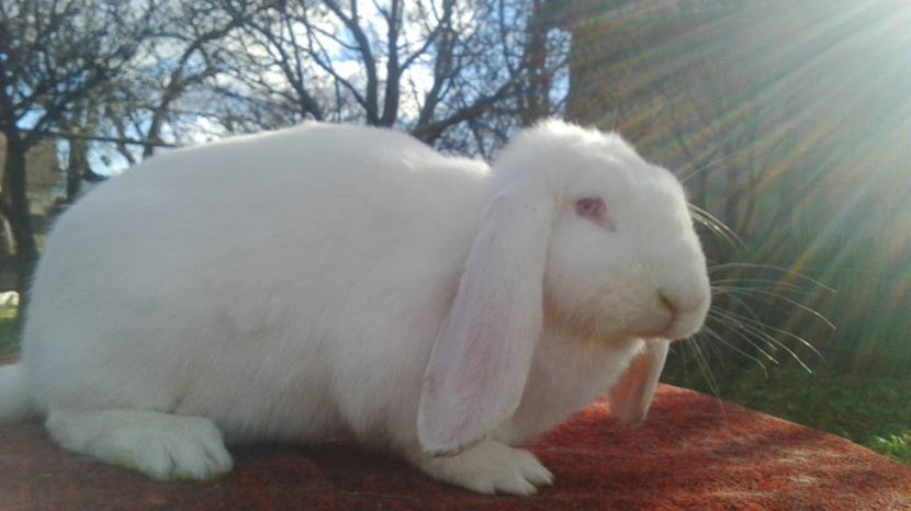  - AAA ARHIVA IEPURI VANDUTI IN TARA