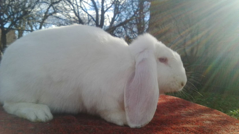  - AAA ARHIVA IEPURI VANDUTI IN TARA