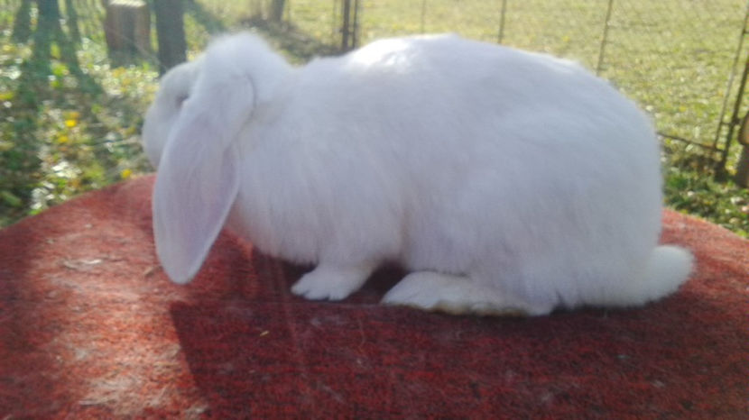  - AAA ARHIVA IEPURI VANDUTI IN TARA