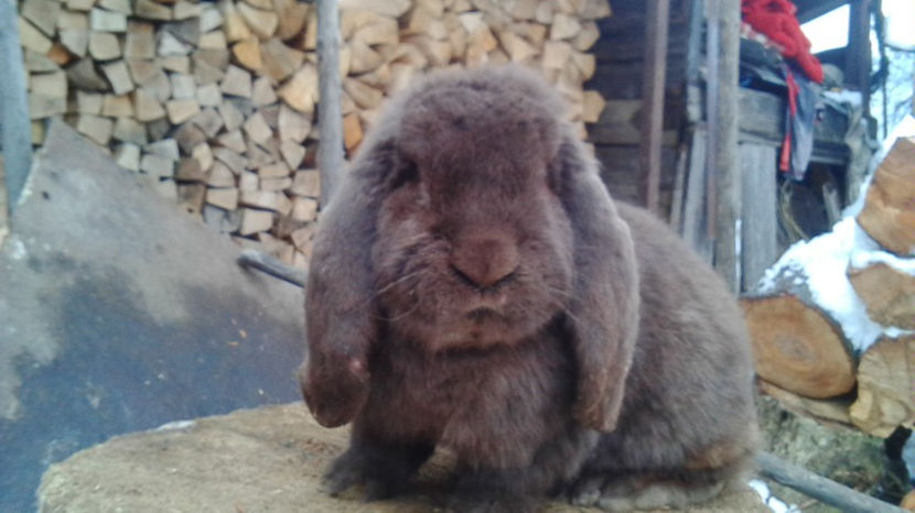  - AAA ARHIVA IEPURI VANDUTI IN TARA