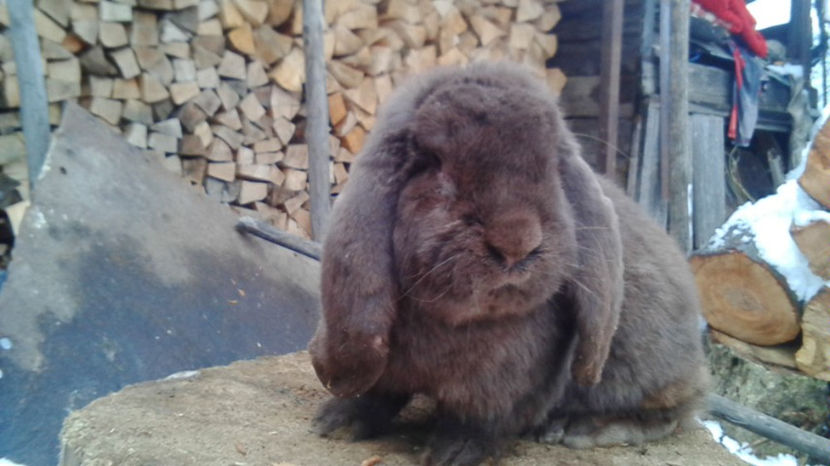  - AAA ARHIVA IEPURI VANDUTI IN TARA