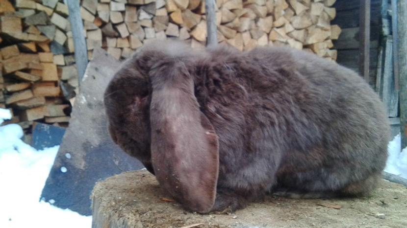  - AAA ARHIVA IEPURI VANDUTI IN TARA