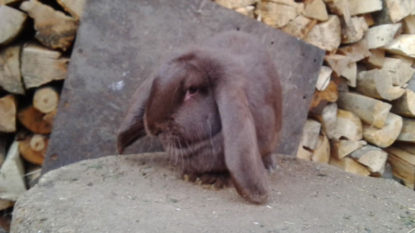  - AAA ARHIVA IEPURI VANDUTI IN TARA