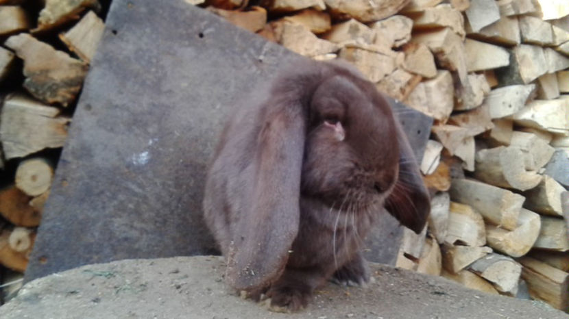  - AAA ARHIVA IEPURI VANDUTI IN TARA