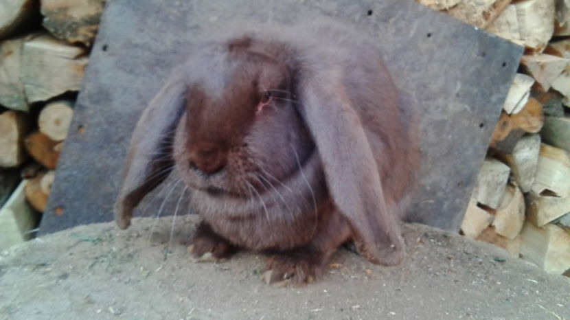  - AAA ARHIVA IEPURI VANDUTI IN TARA