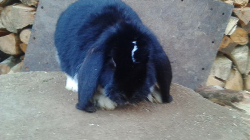  - AAA ARHIVA IEPURI VANDUTI IN TARA