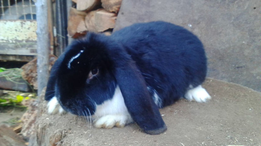  - AAA ARHIVA IEPURI VANDUTI IN TARA