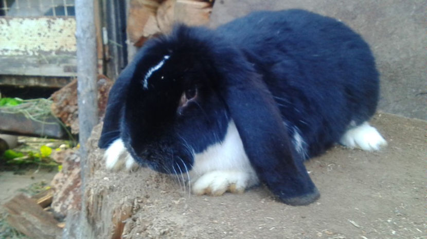  - AAA ARHIVA IEPURI VANDUTI IN TARA