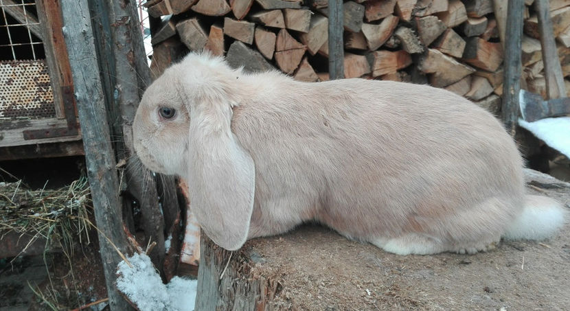  - AAA ARHIVA IEPURI VANDUTI IN TARA