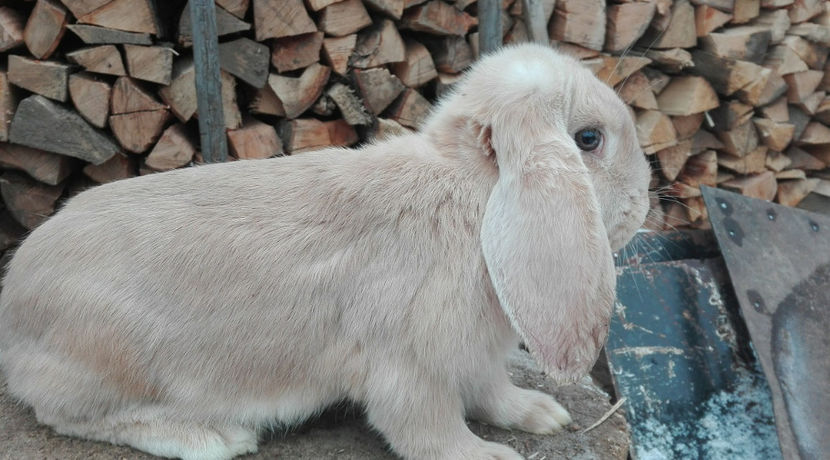  - AAA ARHIVA IEPURI VANDUTI IN TARA