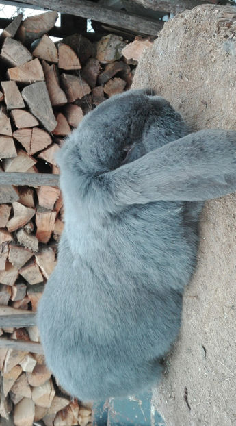  - AAA ARHIVA IEPURI VANDUTI IN TARA