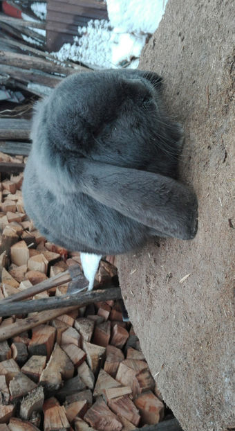  - AAA ARHIVA IEPURI VANDUTI IN TARA