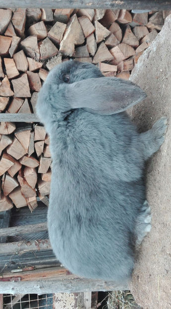  - AAA ARHIVA IEPURI VANDUTI IN TARA