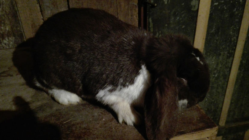  - AAA ARHIVA IEPURI VANDUTI IN TARA