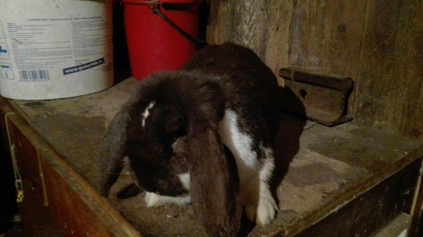  - AAA ARHIVA IEPURI VANDUTI IN TARA