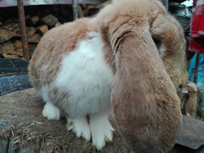  - AAA ARHIVA IEPURI VANDUTI IN TARA