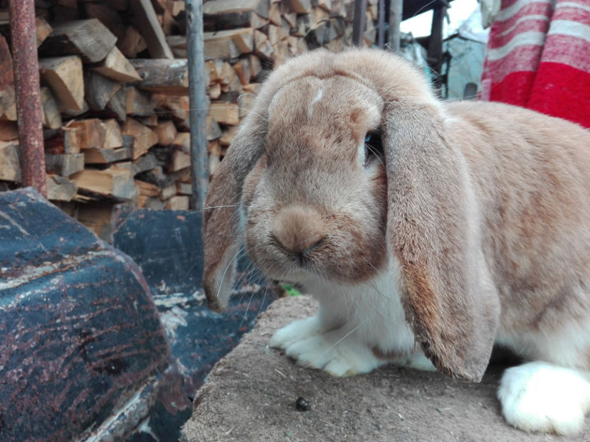  - AAA ARHIVA IEPURI VANDUTI IN TARA