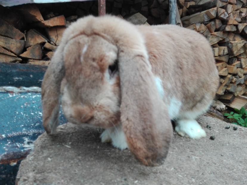  - AAA ARHIVA IEPURI VANDUTI IN TARA