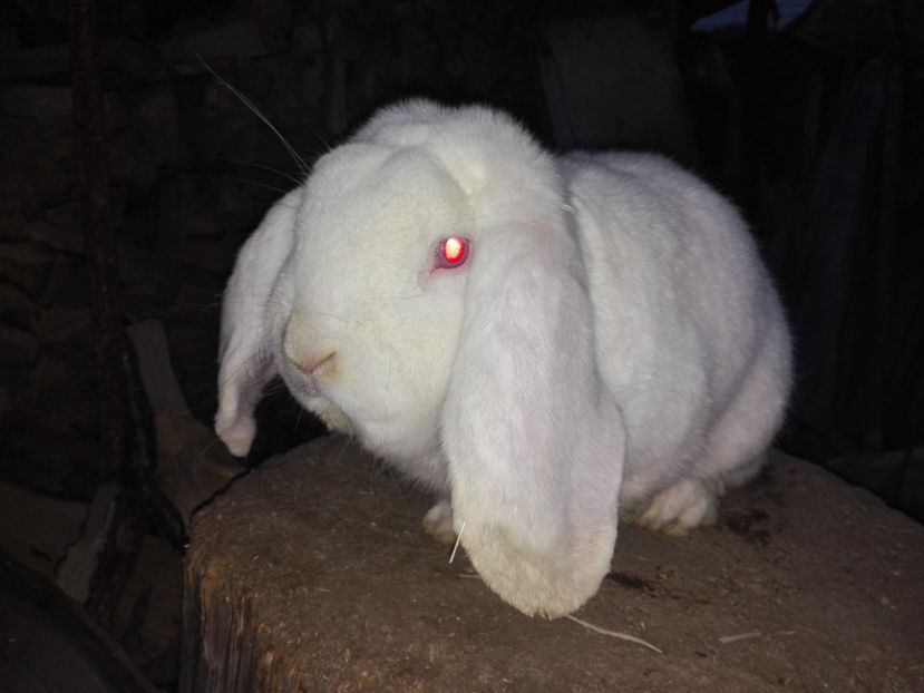  - AAA ARHIVA IEPURI VANDUTI IN TARA