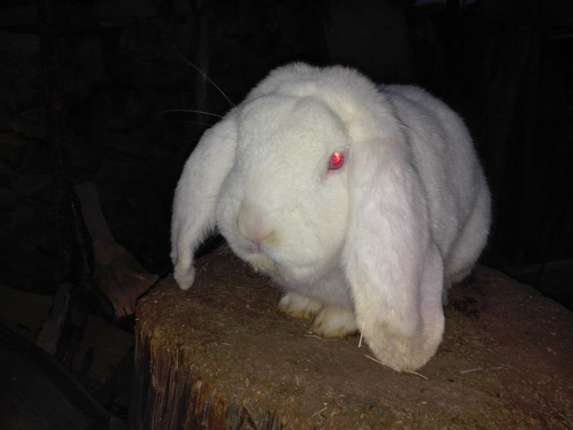  - AAA ARHIVA IEPURI VANDUTI IN TARA