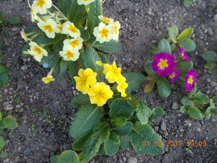  - Flori de gradina-2016-2017-2018-2019-2022