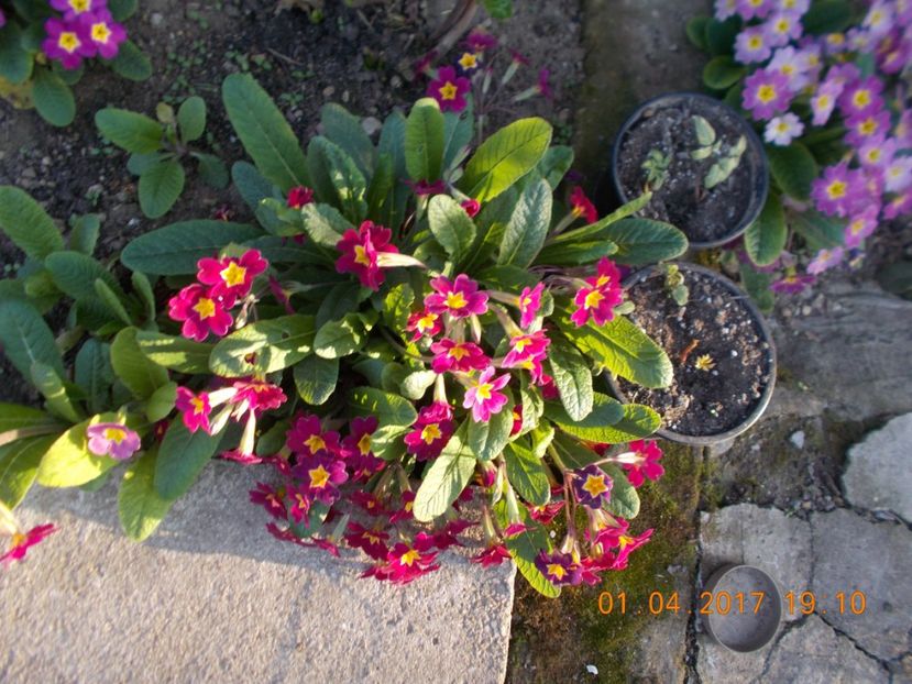  - Flori de gradina-2016-2017-2018-2019-2022