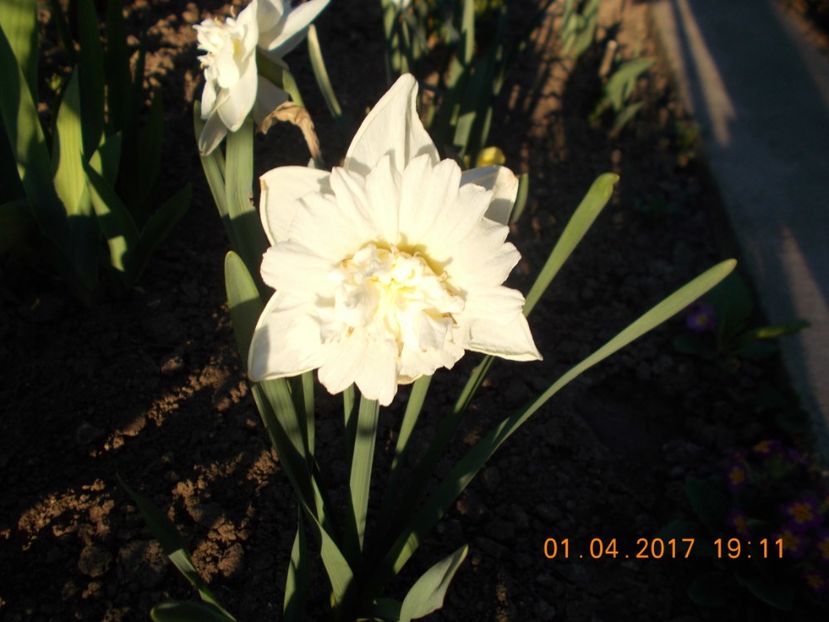  - Flori de gradina-2016-2017-2018-2019-2022
