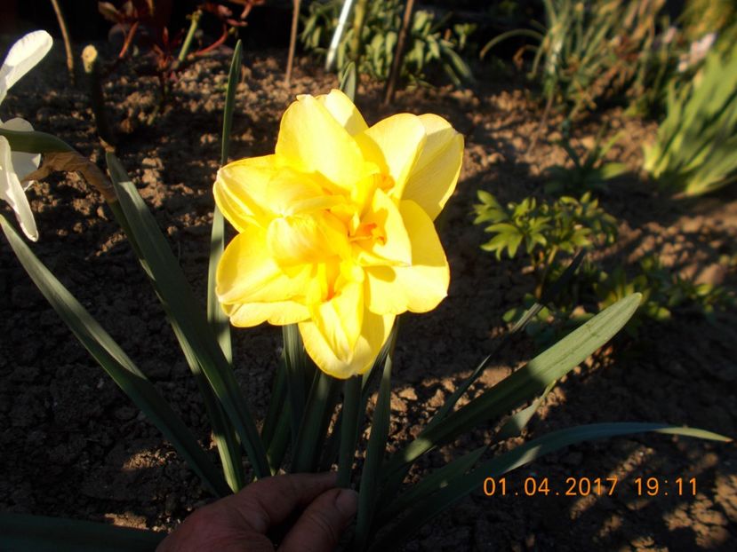  - Flori de gradina-2016-2017-2018-2019-2022