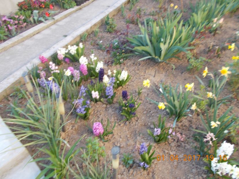  - Flori de gradina-2016-2017-2018-2019-2022